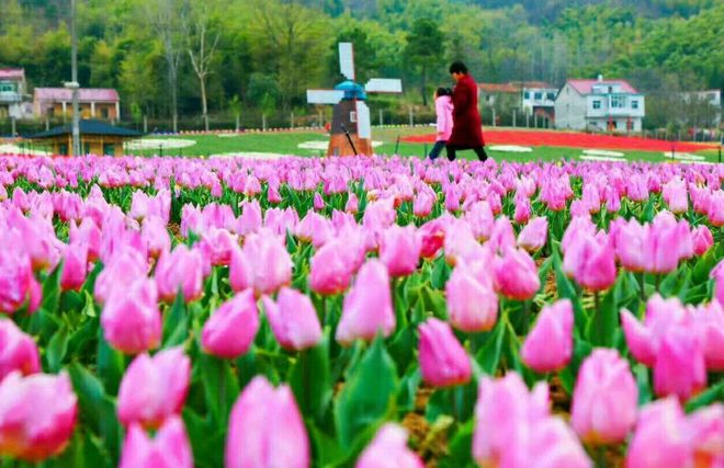 龙津溪地、绿野仙踪、踏青赏花二日游尊龙凯时茗阳温泉、西九华、花千谷、(图3)